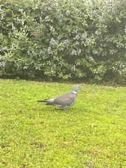 Columba palumbus