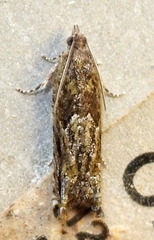 Pseudexentera haracana