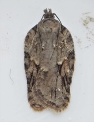 Acleris ptychogrammos