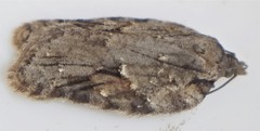 Acleris ptychogrammos