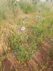 Sesamum triphyllum