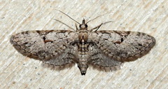 Eupithecia bolterii
