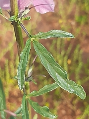 Sesamum triphyllum