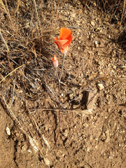 Calochortus kennedyi