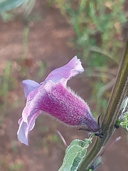 Sesamum triphyllum