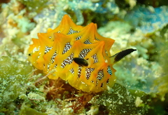Halgerda indotessellata