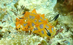 Halgerda indotessellata