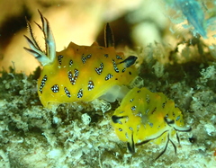 Halgerda indotessellata