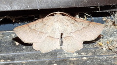 Euchlaena marginaria