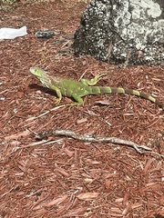 Iguana iguana