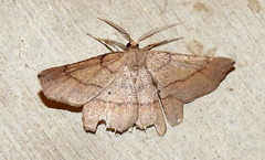 Euchlaena marginaria