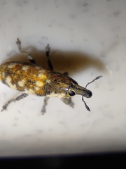 Hypolixus