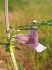 Sesamum triphyllum