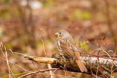 Passerella iliaca