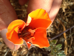Calochortus kennedyi