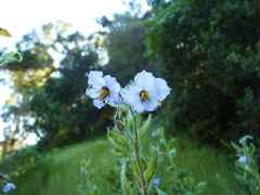 Solanum umbelliferum