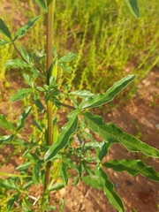 Sesamum triphyllum