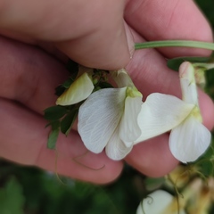 Vicia sericocarpa