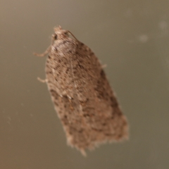 Acleris semiannula
