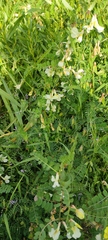 Vicia sericocarpa