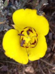 Calochortus clavatus