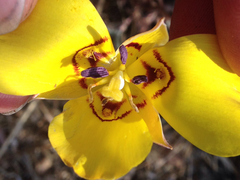 Calochortus clavatus