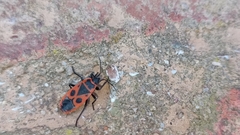 Pyrrhocoris apterus