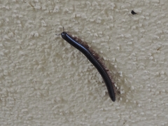 Pachyiulus oenologus