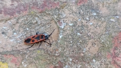 Pyrrhocoris apterus