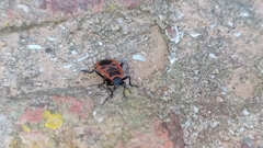 Pyrrhocoris apterus