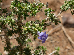 Aptosimum albomarginatum