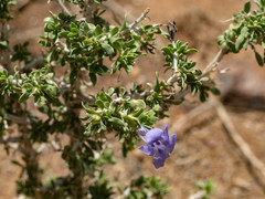 Aptosimum albomarginatum