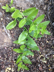 Acourtia microcephala