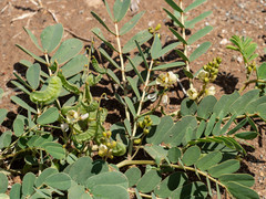 Senna italica arachoides