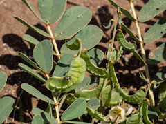 Senna italica arachoides