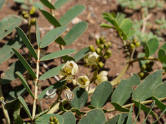 Senna italica arachoides