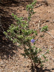 Aptosimum albomarginatum