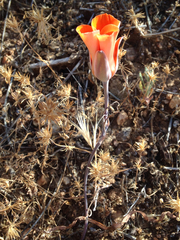 Calochortus kennedyi