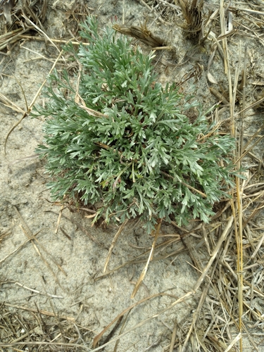 artemisia caudata