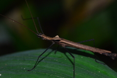 Pseudophasma phthisicum
