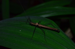 Pseudophasma phthisicum