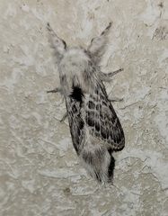 Apotolype brevicrista