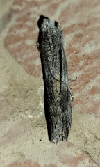 Sarata incanella
