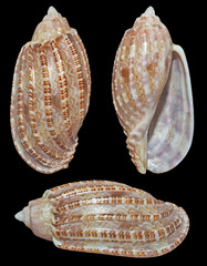 Harpa gracilis