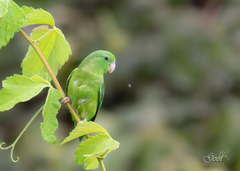 Forpus conspicillatus