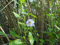 Solanum umbelliferum