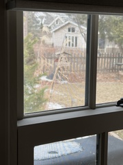 Cardinalis cardinalis