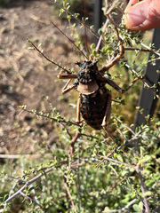 Acanthoplus