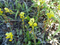 Polygala flavescens