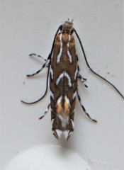 Parectopa pennsylvaniella